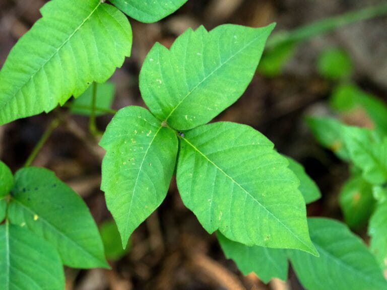 Master Spotting Poison Ivy Before It Destroys Your Skin